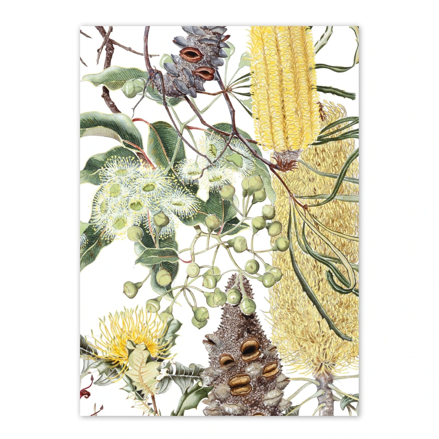 Studio N Card - Wildflowers of the Jarrah Forest