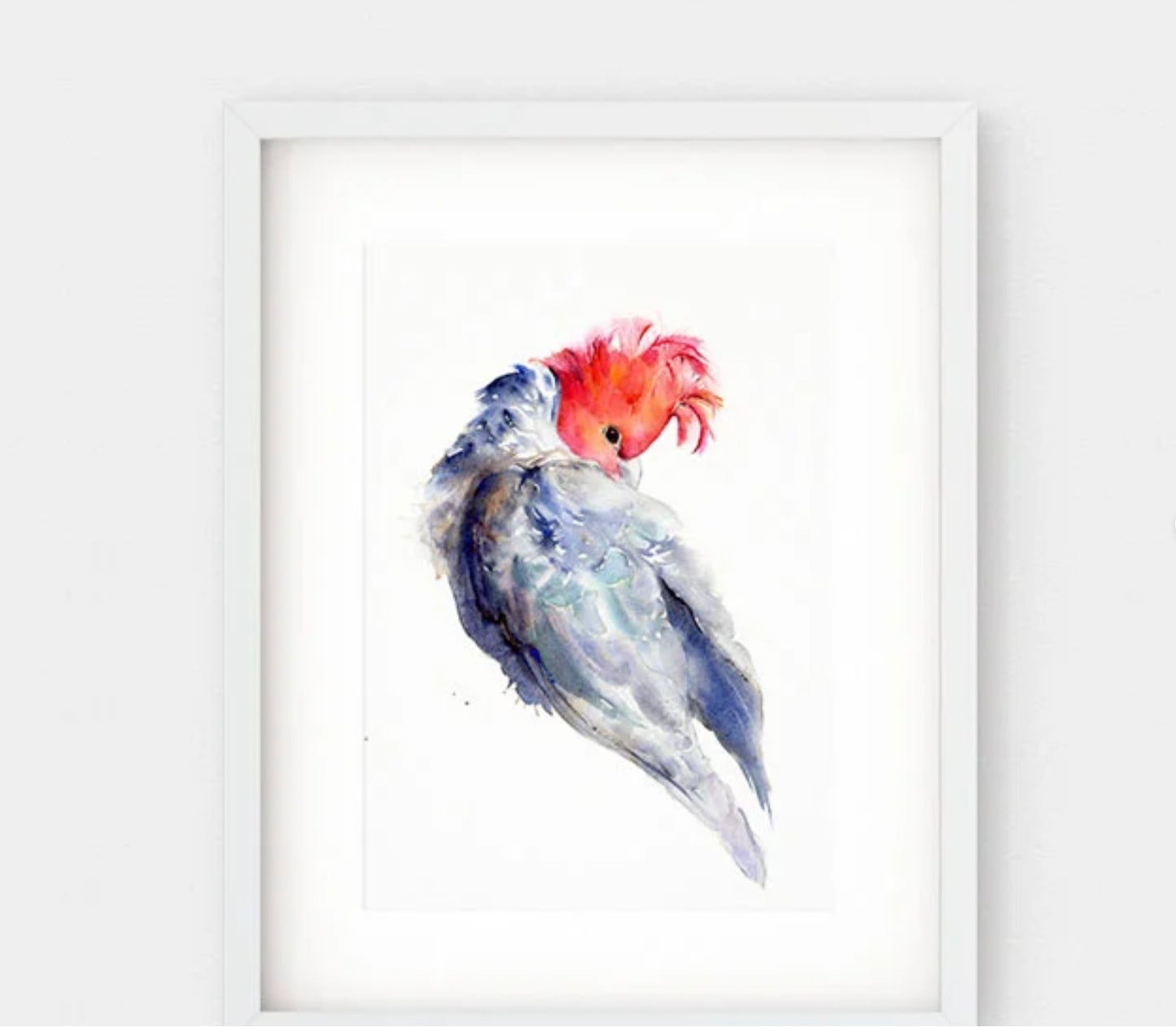 Choose Arts Art by Qing - Fine Art Print, Gang-Gang Cockatoo