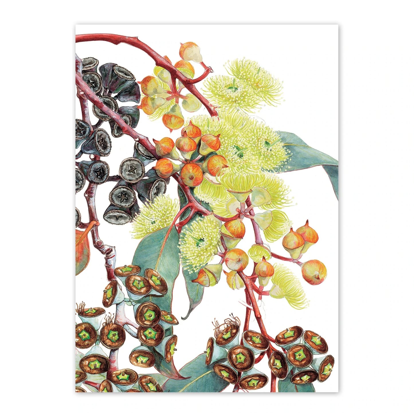 Studio N Card - Eucalyptus Lemon-flowered Mallee