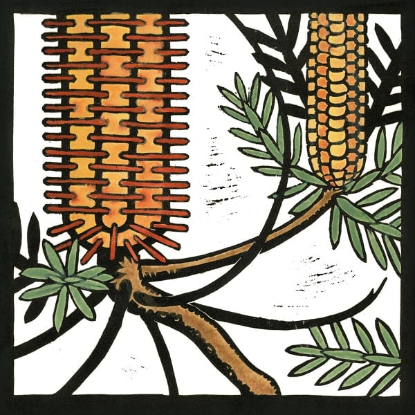 Cam Knuckey Card Golden Banksia