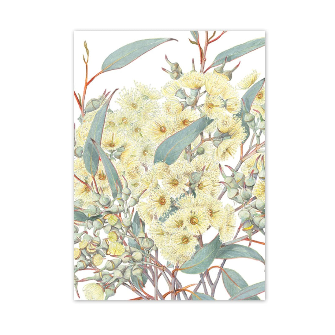 Studio N Card Eucalyptus Socialis, Red Mallee – Willunga Gallery