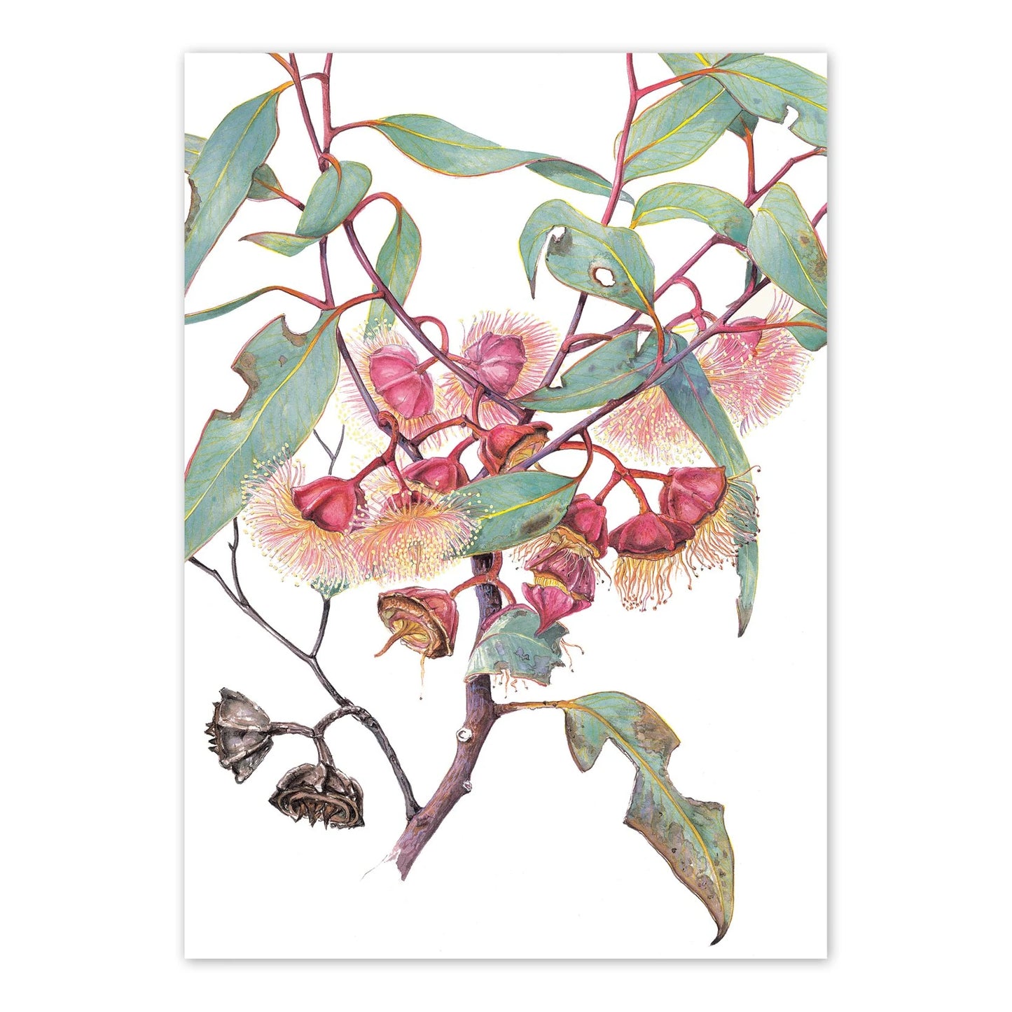 Studio N Card - Eucalyptus Thick-leaved Mallee