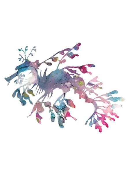 Katy J Designs Leafy Sea Dragon
