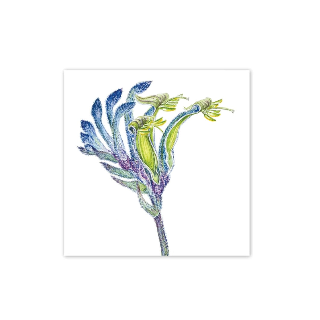 Studio N Square Card - Blue Kangaroo Paw