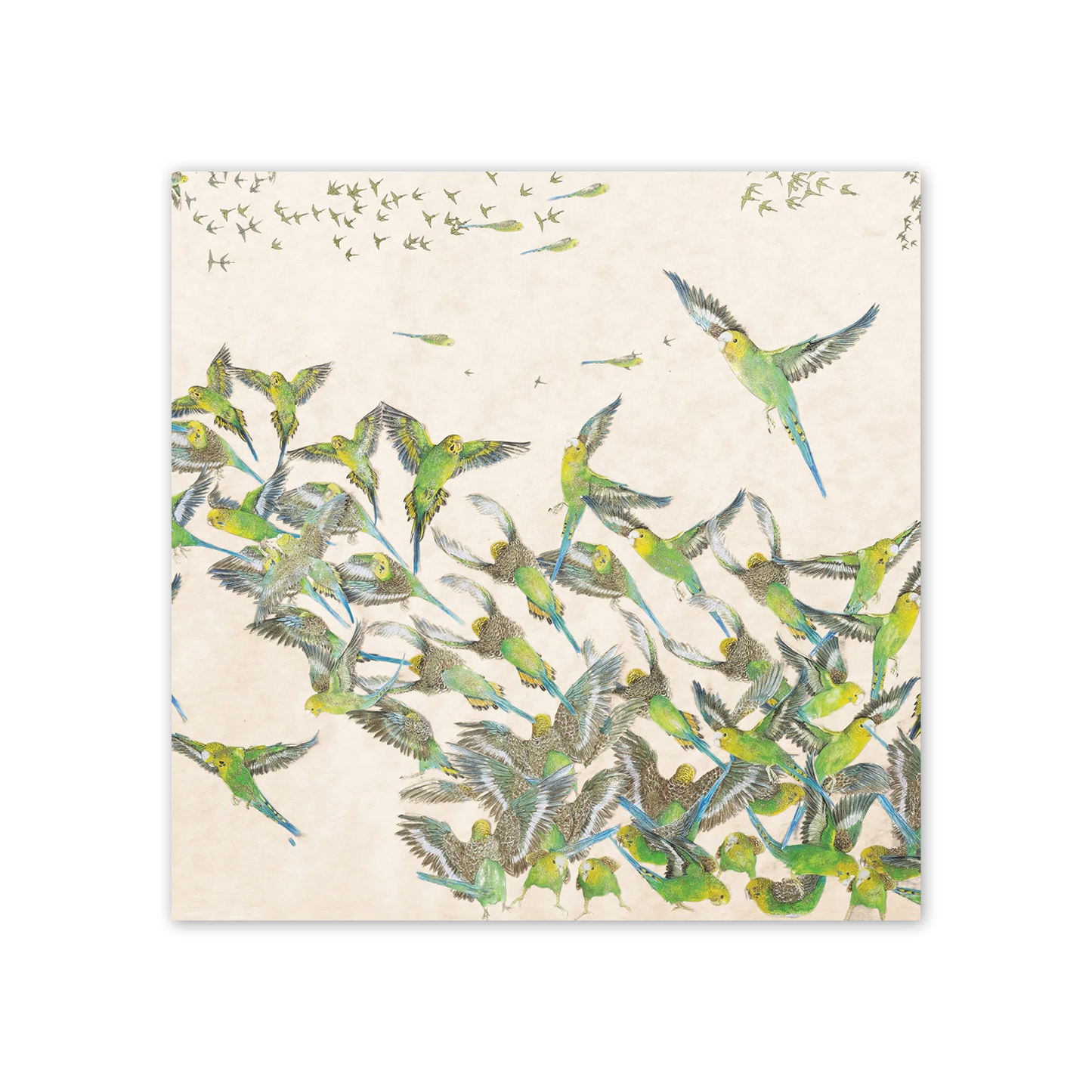 Studio N Square Card - Budgies