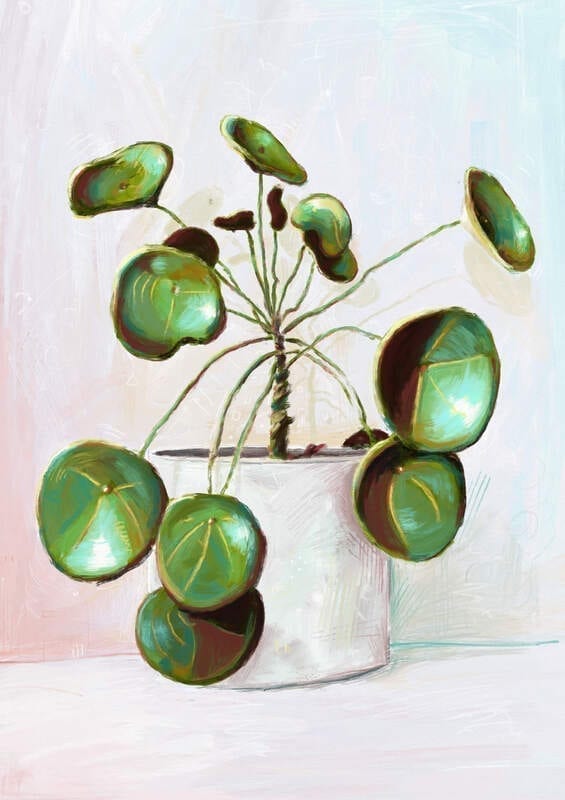 Beau Wylie Print - Pilea Peperomioides