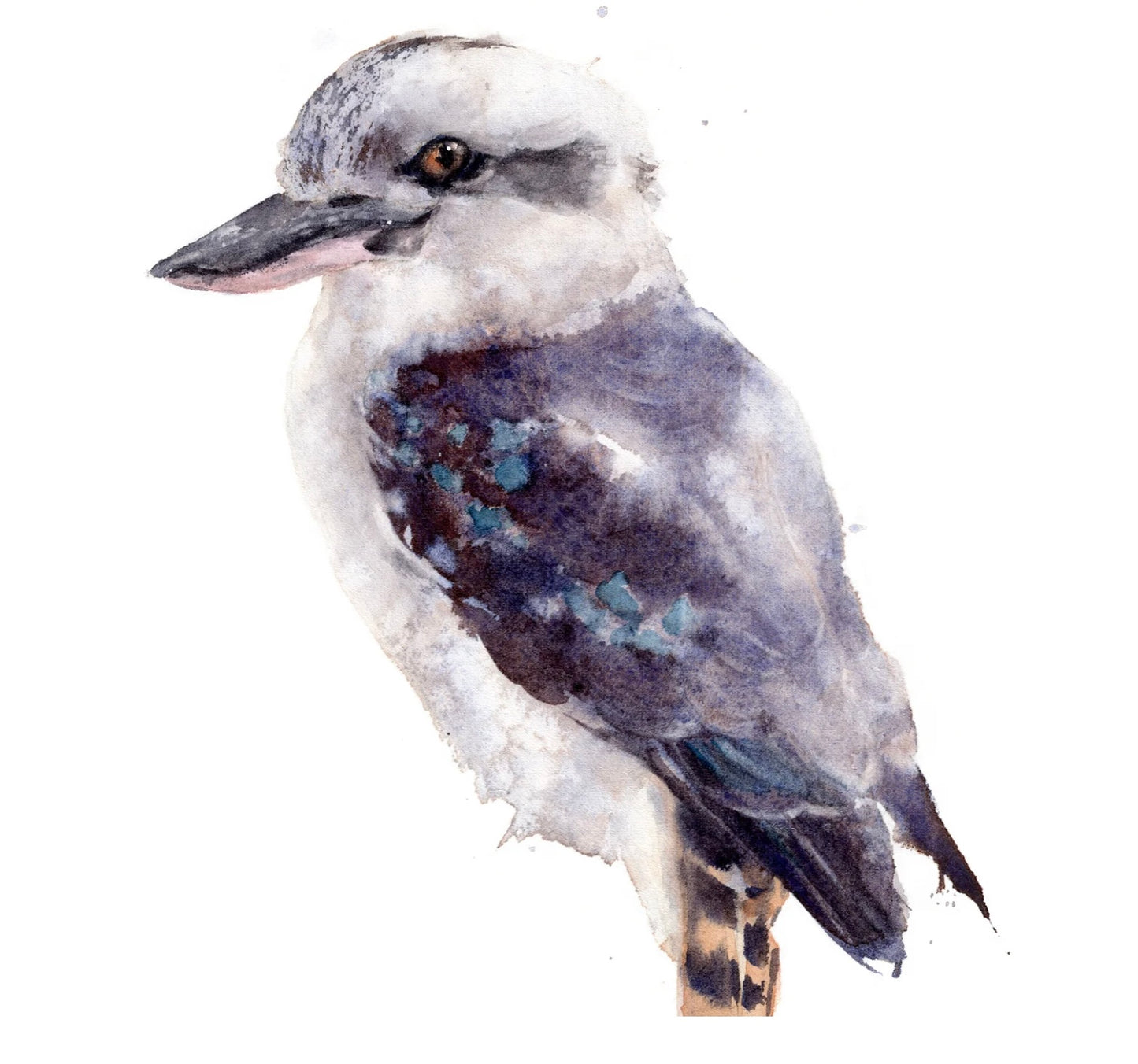 Choose Arts Art By Qing - Fine Art Print, Kookaburra 2