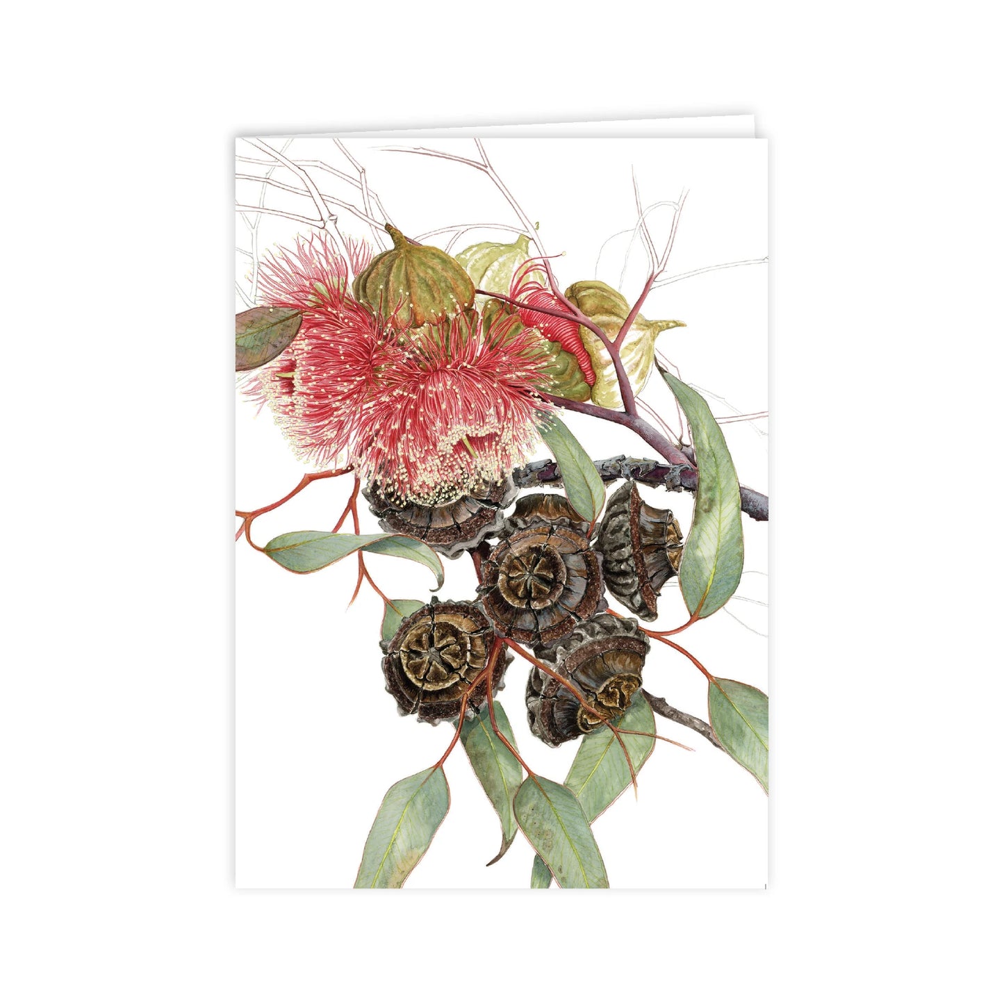 Studio N Card - Eucalyptus Large Fruited Mallee / Gum