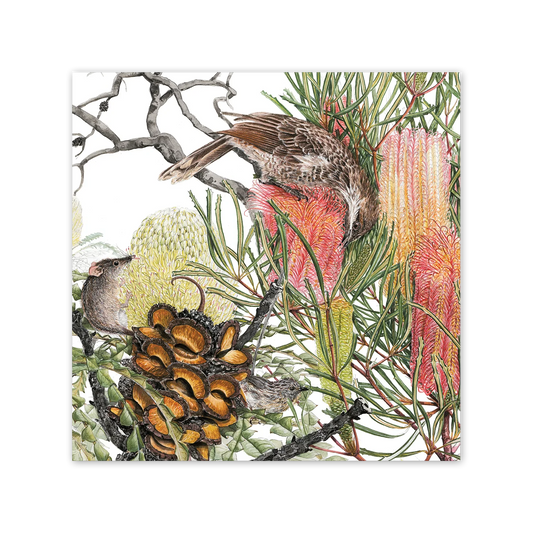 Studio N Square Card -  Banksia & Pollinators