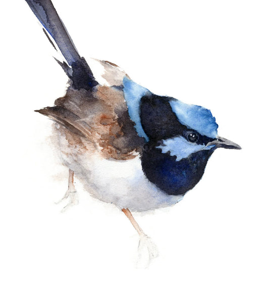 Choose Arts Art by Qing - Fine Art Print, Fairy Wren (Male)