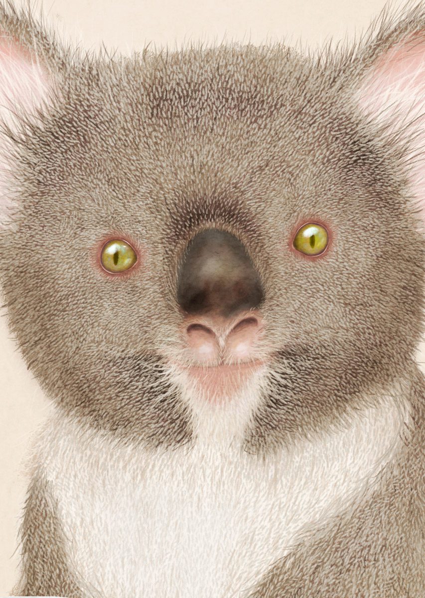 Beau Wylie Print - Favel the Koala